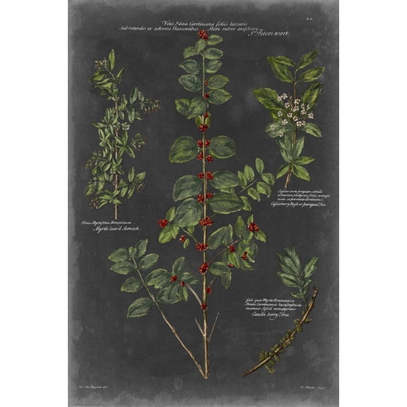Art.com Vintage Botanical Chart VIII Art Print by Vision Studio, 16" x 24"