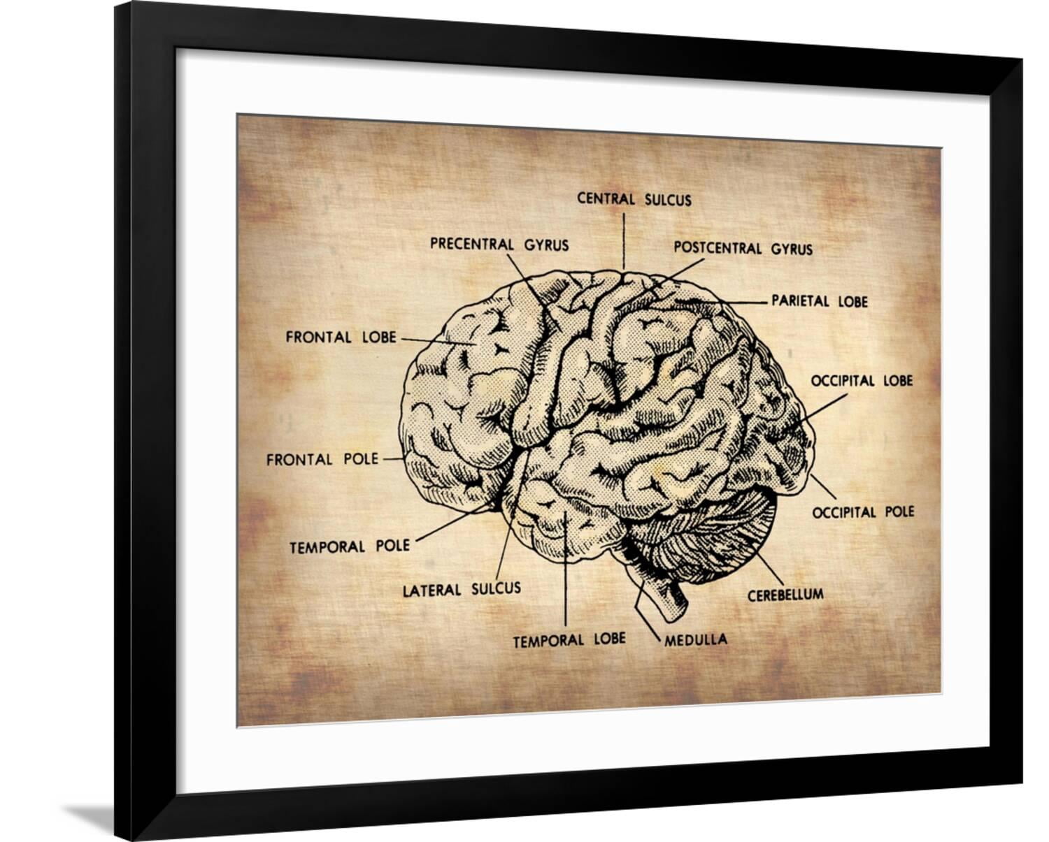 Art.com Vintage Brain Map Anatomy Art Print by NaxArt, Black Frame Wall ...