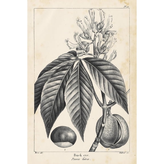 Art.com Vintage Buckeye Tree Art Print by Thomas Nuttall, 12" x 18"