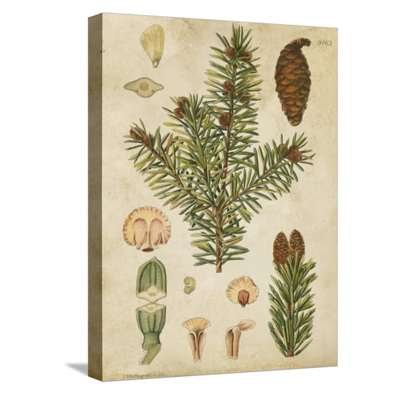 Art.com Vintage Conifers III Stretched Canvas Print Wall Art, 12" x 16"