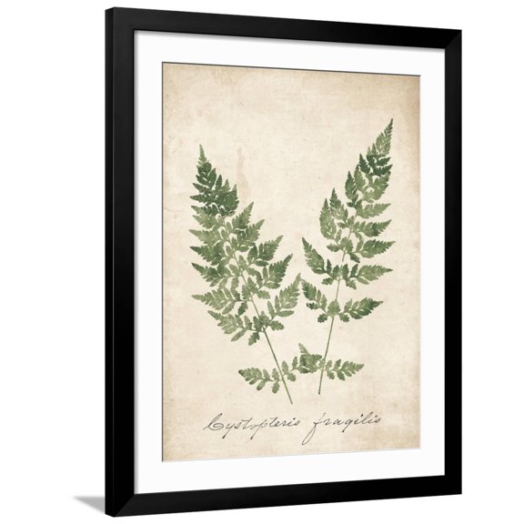 Art.com Vintage Ferns VII no Border Art Print by Wild Apple Portfolio, Black Frame Wall Art, 32" x 40"
