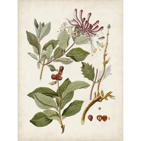 Art.com Vintage Flowering Trees III Art Print by 0 Unknown, 12" x 16"