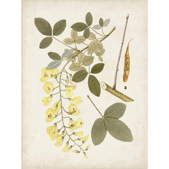 Art.com Vintage Flowering Trees VII Art Print by 0 Unknown, 24" x 32"