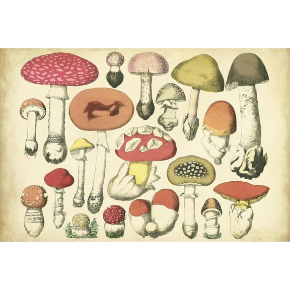 Art.com Vintage Mushroom Chart Art Print by Vision Studio, 18" x 12"