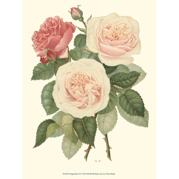 Art.com Vintage Roses II Art Print by Vision Studio, 12" x 16"