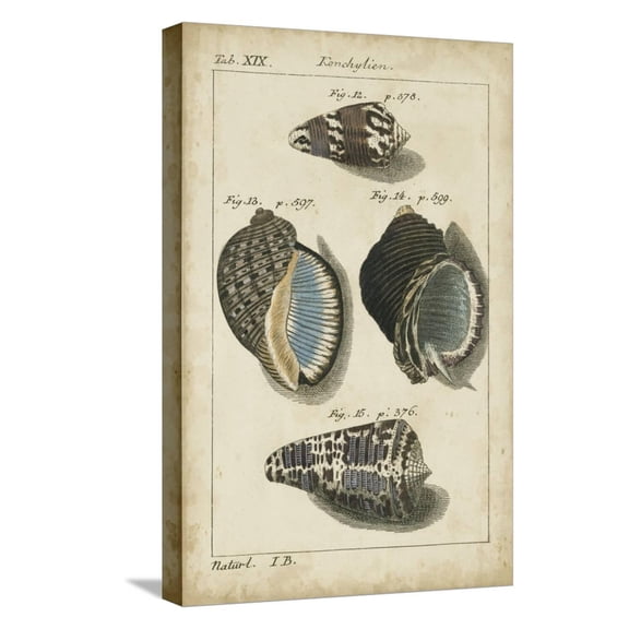 Art.com Vintage Shell Study III Stretched Canvas Print Wall Art by Martini, 12" x 18"