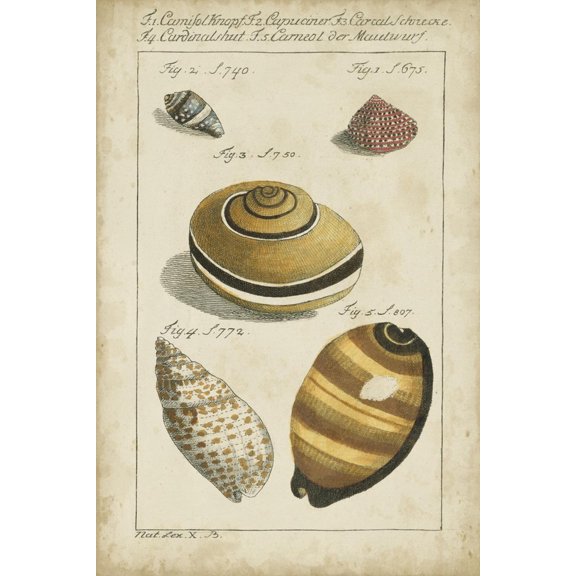Art.com Vintage Shell Study IV Art Print by Martini, 12" x 18"