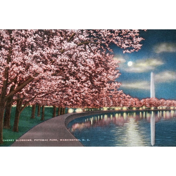 Art.com Washington DC, Potomac Park and Blossoming Cherry Trees Scene at Night Art Print by Lantern Press, 18" x 12"