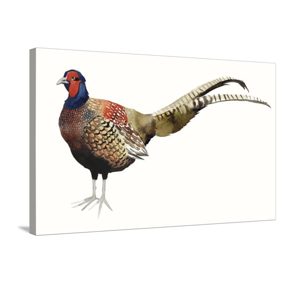 Art.com Watercolor Pheasant II Stretched Canvas Print Wall Art by Grace Popp, 36" x 24"
