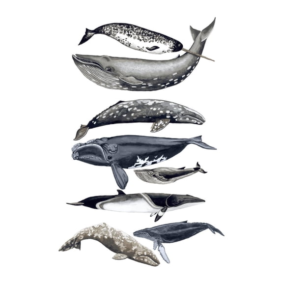 Art.com Whale Display II Art Print by Naomi McCavitt, 12" x 18"
