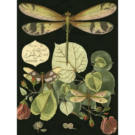 Art.com Whimsical Dragonfly on Black II Art Print, 12" x 16"