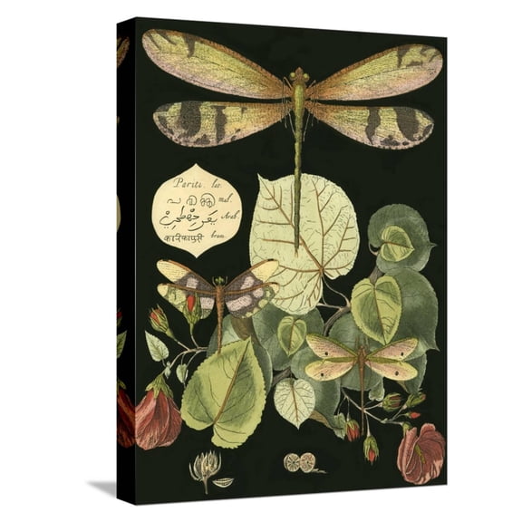Art.com Whimsical Dragonfly on Black II Stretched Canvas Print Wall Art, 12" x 16"
