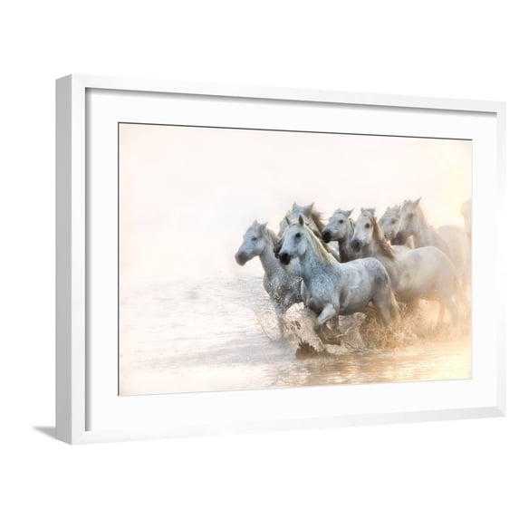 Art.com White Horses of Camargue Running in the Mediterranean Water at Sunrise Photographic Print by Sheila Haddad, White Frame Wall Art, 29" x 21"