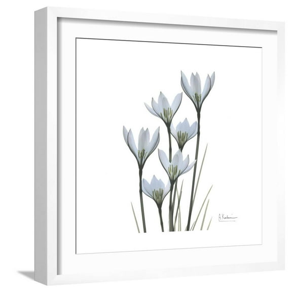 Art.com White Rain Lily 3 Premium Giclee Print by Albert Koetsier, White Frame Wall Art, 21" x 21"