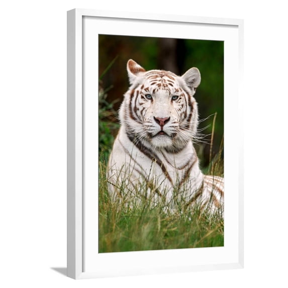Art.com White Tiger in Grass Art Print by Lantern Press, White Frame Wall Art, 21" x 29"