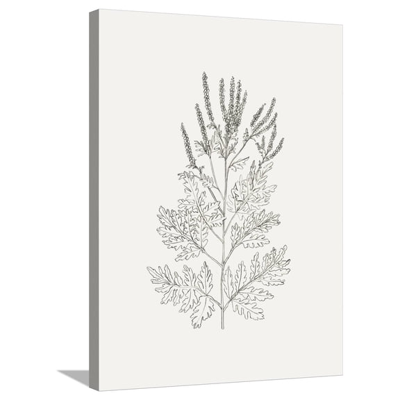 Art.com Wild Foliage Sketch II Stretched Canvas Print Wall Art by Victoria Borges, 24" x 32"