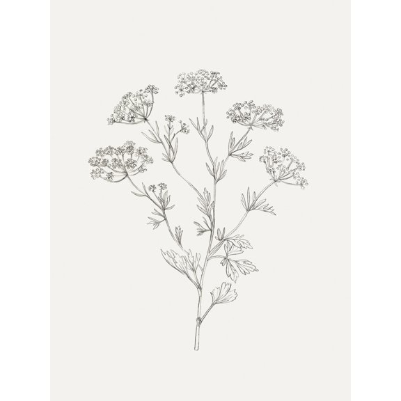 Art.com Wild Foliage Sketch III Art Print by Victoria Borges, 18" x 24"