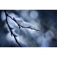 thumbnail image 1 of Art.com Wintry Photographic Print by Ursula Abresch, 18" x 12", 1 of 4