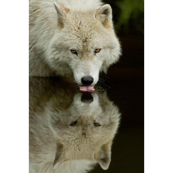 Art.com Wolf Drinking Art Print by Lantern Press, 12" x 18"