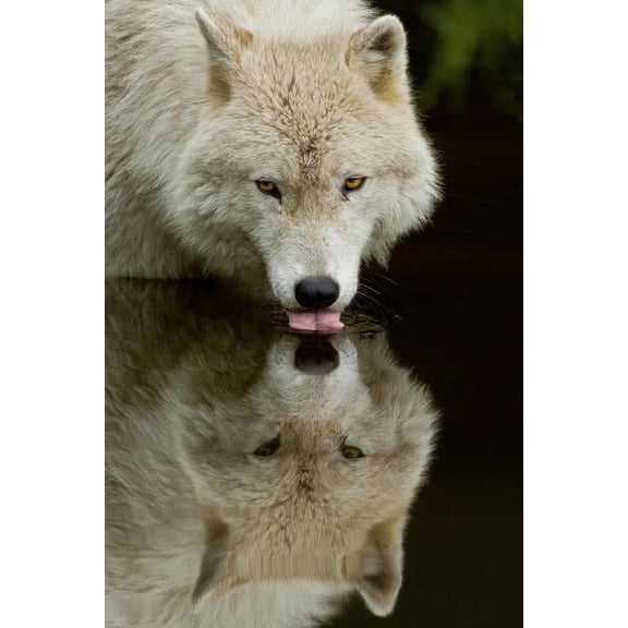 Art.com Wolf Drinking Art Print by Lantern Press, 24" x 36"