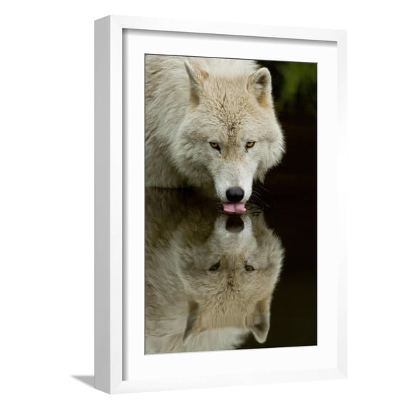 Art.com Wolf Drinking Art Print by Lantern Press, White Frame Wall Art, 17" x 23"