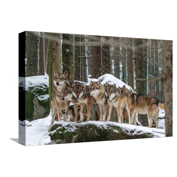 Art.com Wolf pack huddling together in snowy forest, Czech Republic Stretched Canvas Print Wall Art by Franco Banfi, 18" x 12"