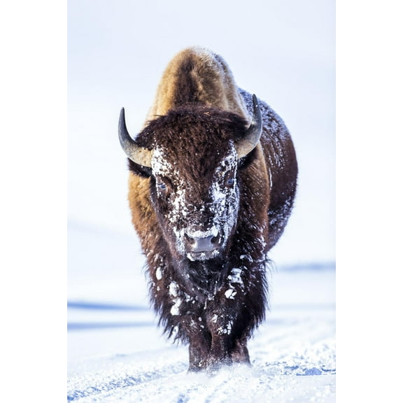 Art.com Wyoming, Yellowstone National Park, Bull Bison Walking in Hayden Valley Photographic Print by Elizabeth Boehm, 12" x 18"