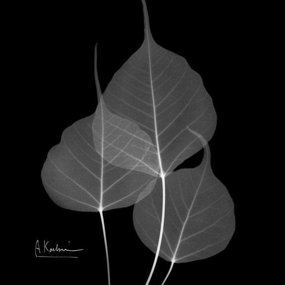 Art.com Xray Bo Tree Art Print by Albert Koetsier, 24" x 24"