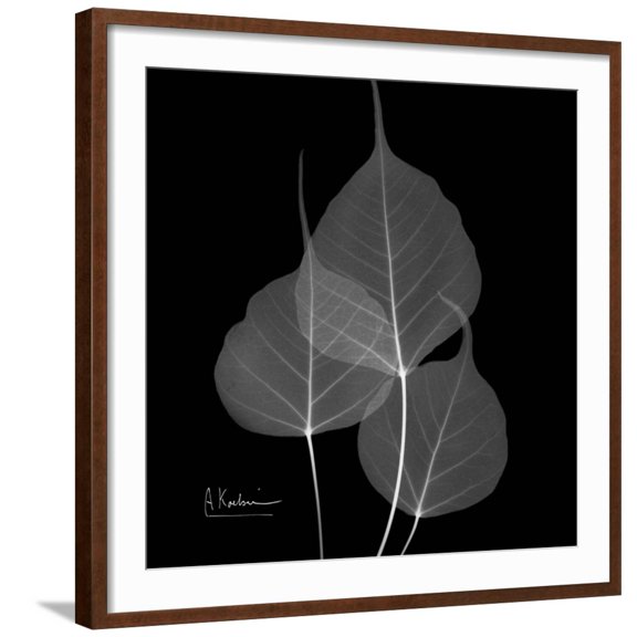 Art.com Xray Bo Tree Art Print by Albert Koetsier, Brown Frame Wall Art, 29" x 29"