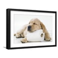 thumbnail image 1 of Art.com Yellow Labrador Puppy Asleep on Toilet Roll, 9 Weeks Photographic Print, Black Frame Wall Art, 23" x 17", 1 of 5