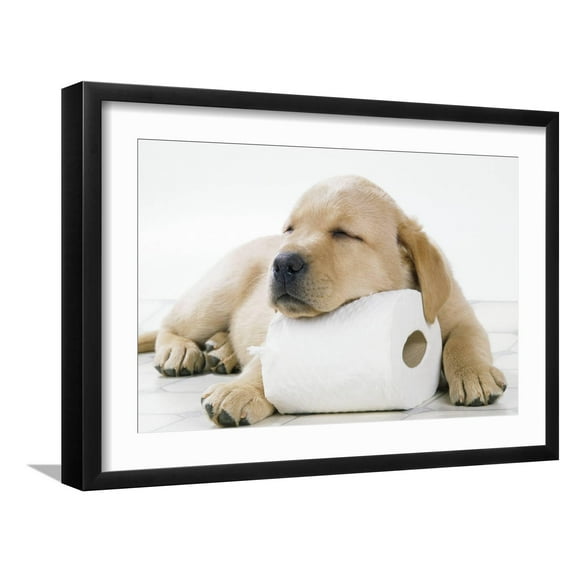 Art.com Yellow Labrador Puppy Asleep on Toilet Roll, 9 Weeks Photographic Print, Black Frame Wall Art, 23" x 17"
