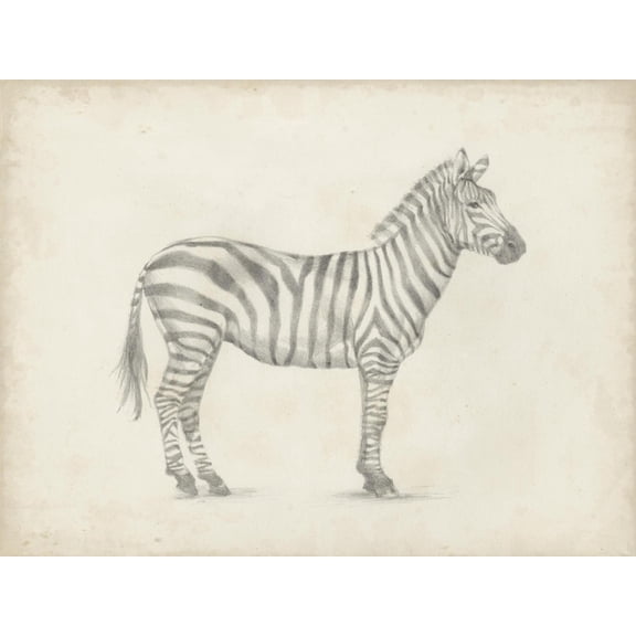 Art.com Zebra Sketch Art Print by Ethan Harper, 24" x 18"