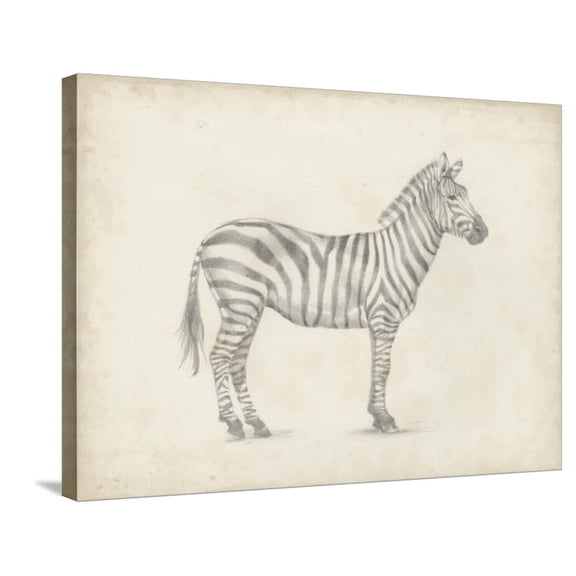 Art.com Zebra Sketch Stretched Canvas Print Wall Art by Ethan Harper, 32" x 24"