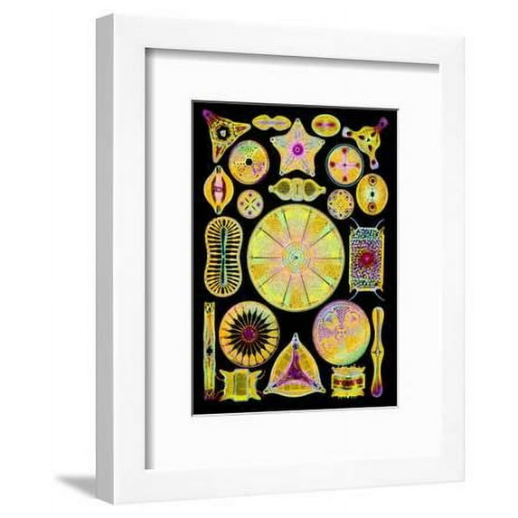 Art of Diatom Algae from Ernst Haeckel, Botanical Scenic Framed Art Print Wall Art by Mehau Kulyk Sold by ArtCom