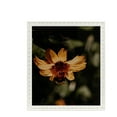 thumbnail image 1 of ArtToFrames 12" x 14" White Square Star Emboss Picture Frame, 12x14 inch White Wood Poster Frame (WOM-5125), 3 Pack, 1 of 6