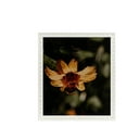 thumbnail image 1 of ArtToFrames 12" x 16" White Square Star Emboss Picture Frame, 12x16 inch White Wood Poster Frame (WOM-5125), 5 Pack, 1 of 6