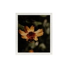 thumbnail image 1 of ArtToFrames 13" x 19" White Square Star Emboss Picture Frame, 13x19 inch White Wood Poster Frame (WOM-5125), 4 Pack, 1 of 6
