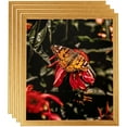 thumbnail image 1 of ArtToFrames 16" x 16" Bright Gold Picture Frame, 16x16 inch Gold Wood Poster Frame (WOM-4753), 4 Pack, 1 of 7