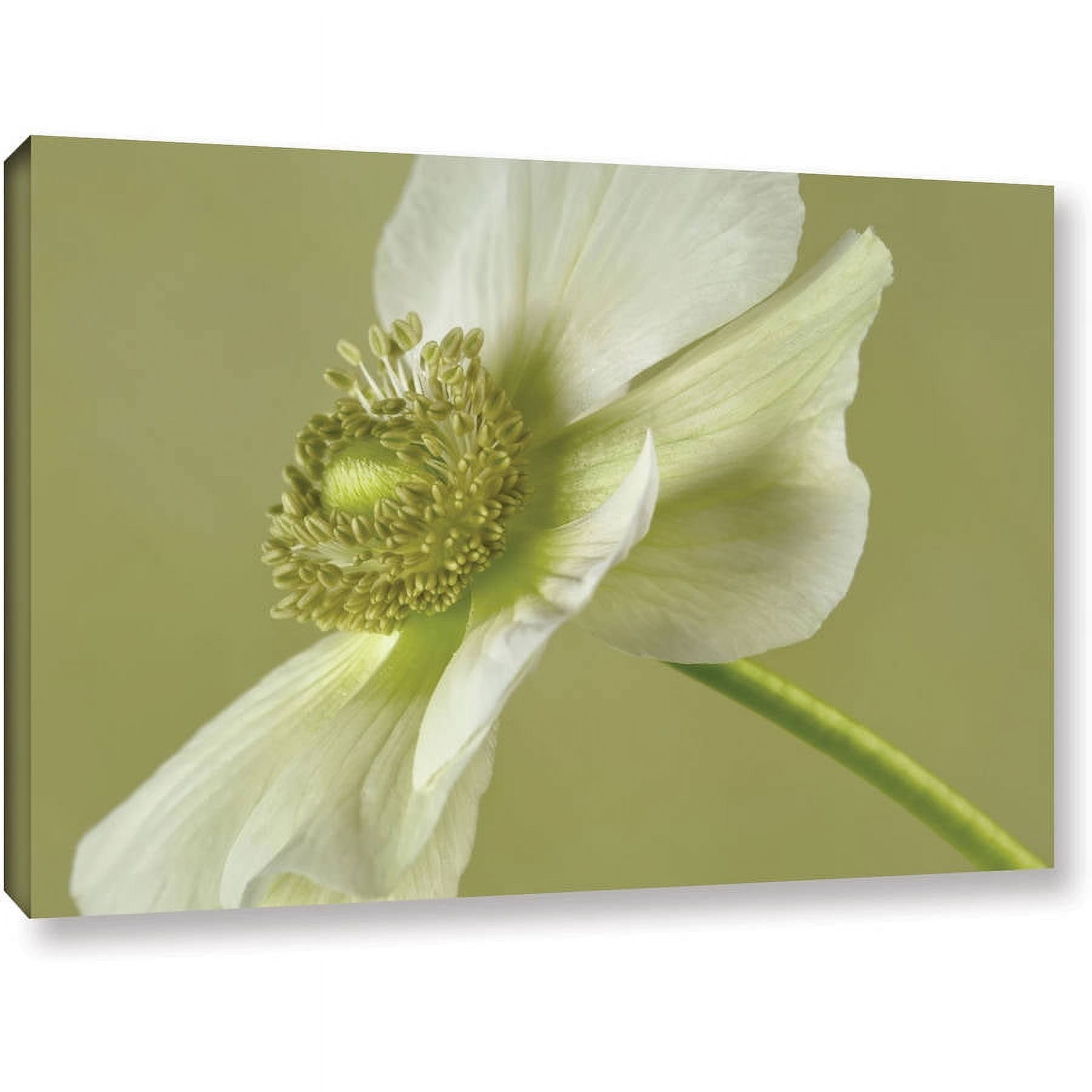 ArtWall Cora Niele  "Anemone White Green" Gallery-Wrapped Canvas