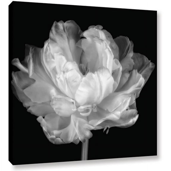 ArtWall Cora Niele "Tulipa Double Black and White I" Gallery-Wrapped Canvas