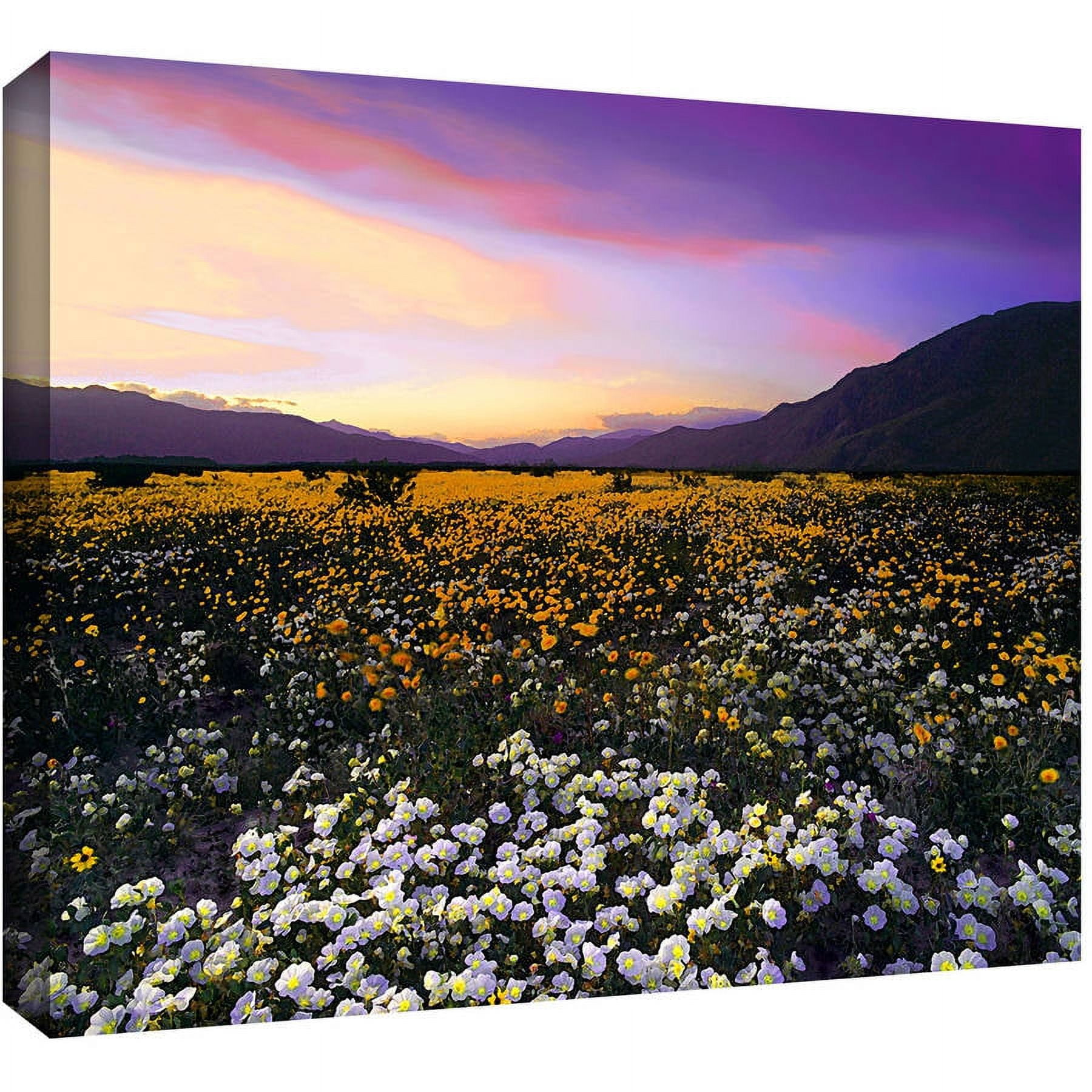 ArtWall Dean Uhlinger "Borrego Desert Spring" Gallery-Wrapped Canvas