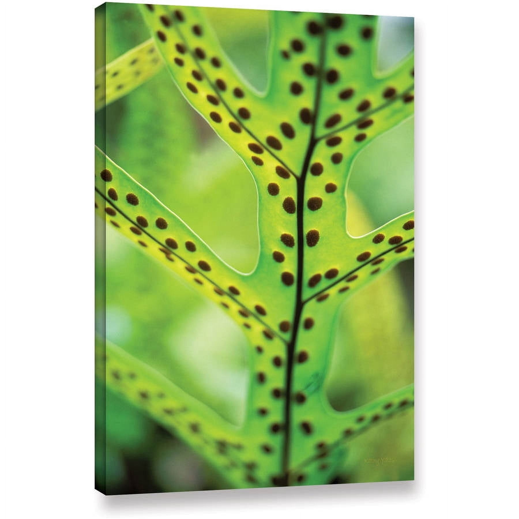 ArtWall Kathy Yates "Hawaiian Laua'e Fern" Gallery-Wrapped Canvas