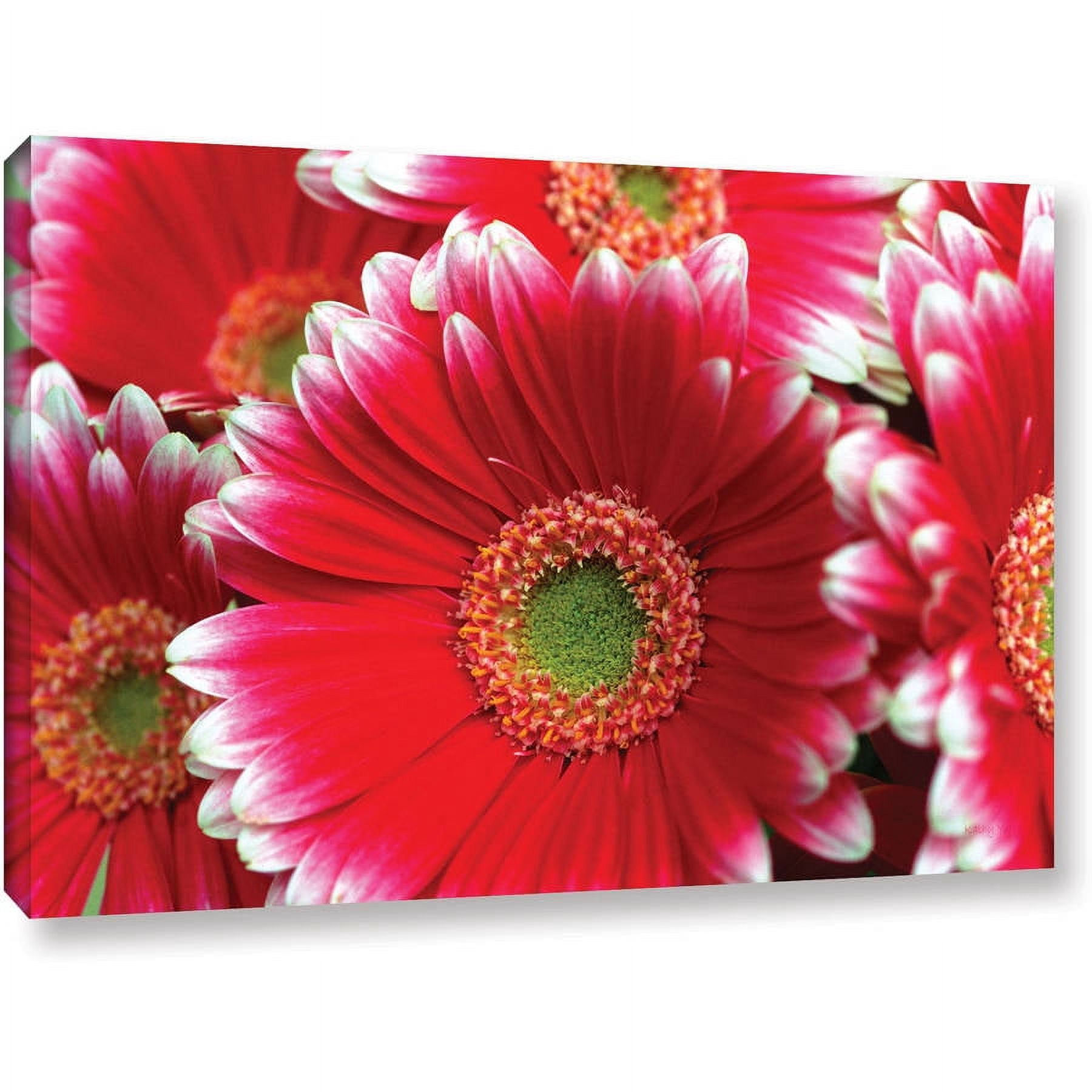 ArtWall Kathy Yates "Lots A Daisies" Gallery-Wrapped Canvas
