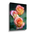 thumbnail image 1 of ArtWall Kathy Yates Rose Trio Wall Art, 1 of 4