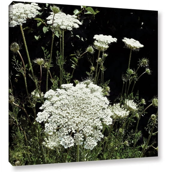 ArtWall Kevin Calkins "Queen Anne's Lace" Gallery-Wrapped Canvas