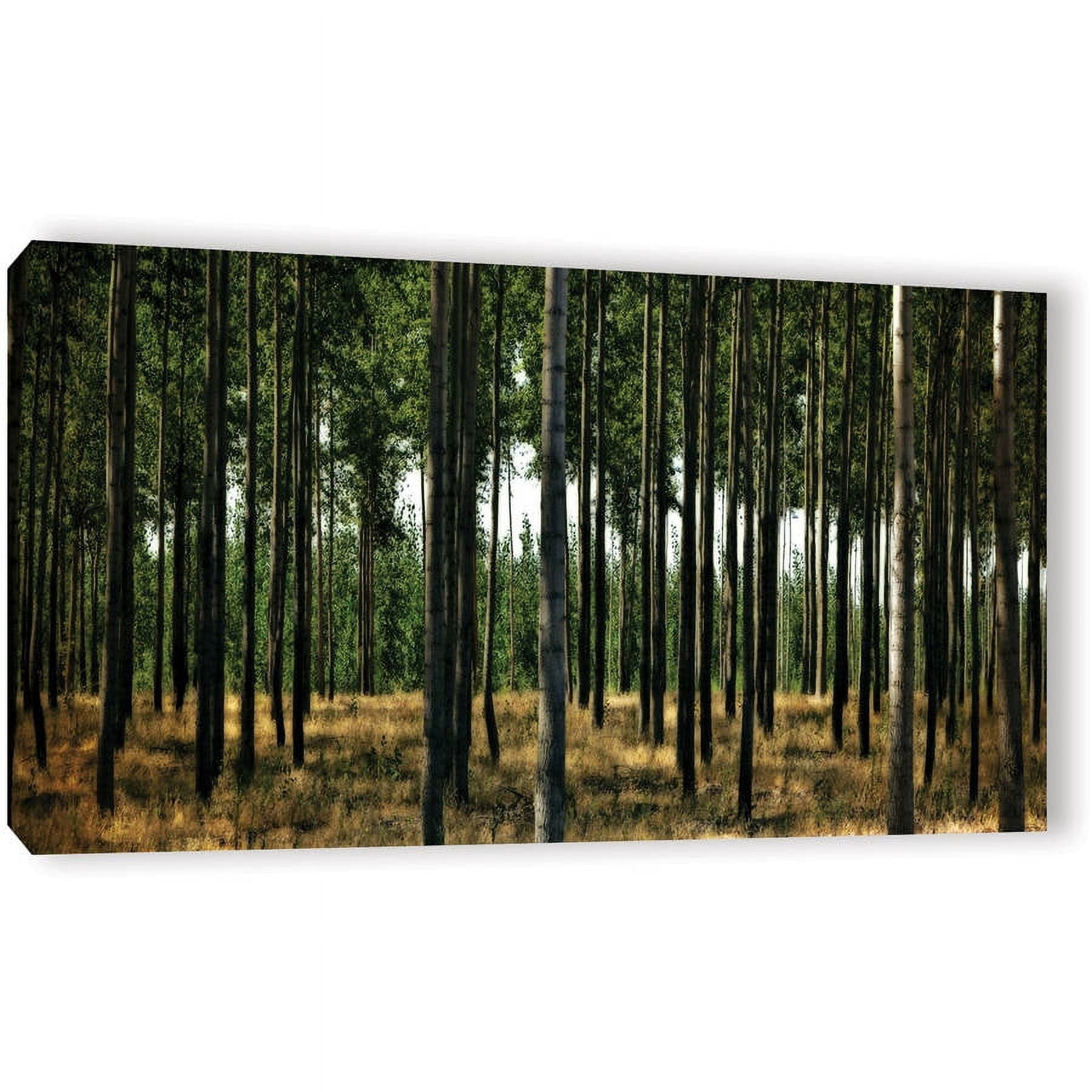 ArtWall Kevin Calkins "Standing Trees" Gallery-Wrapped Canvas