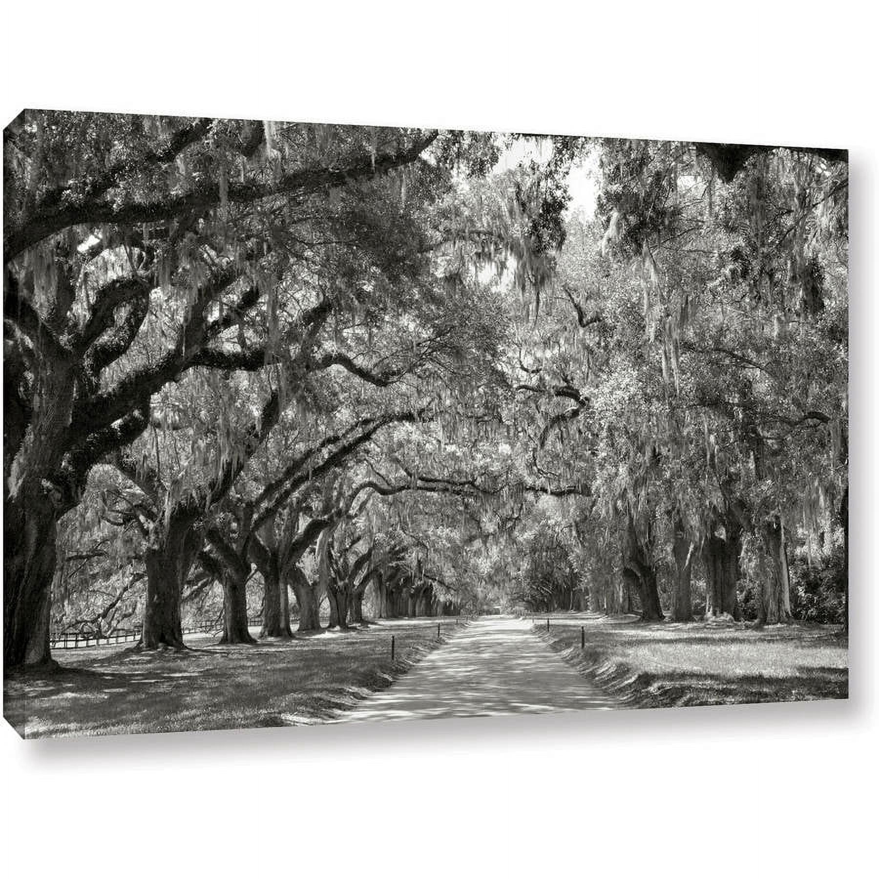 ArtWall Steve Ainsworth "Live Oak Avenue" Gallery-wrapped Canvas