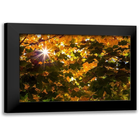 Artemiadi, Dora 14x11 Black Modern Framed Museum Art Print Titled - Autumn Sun
