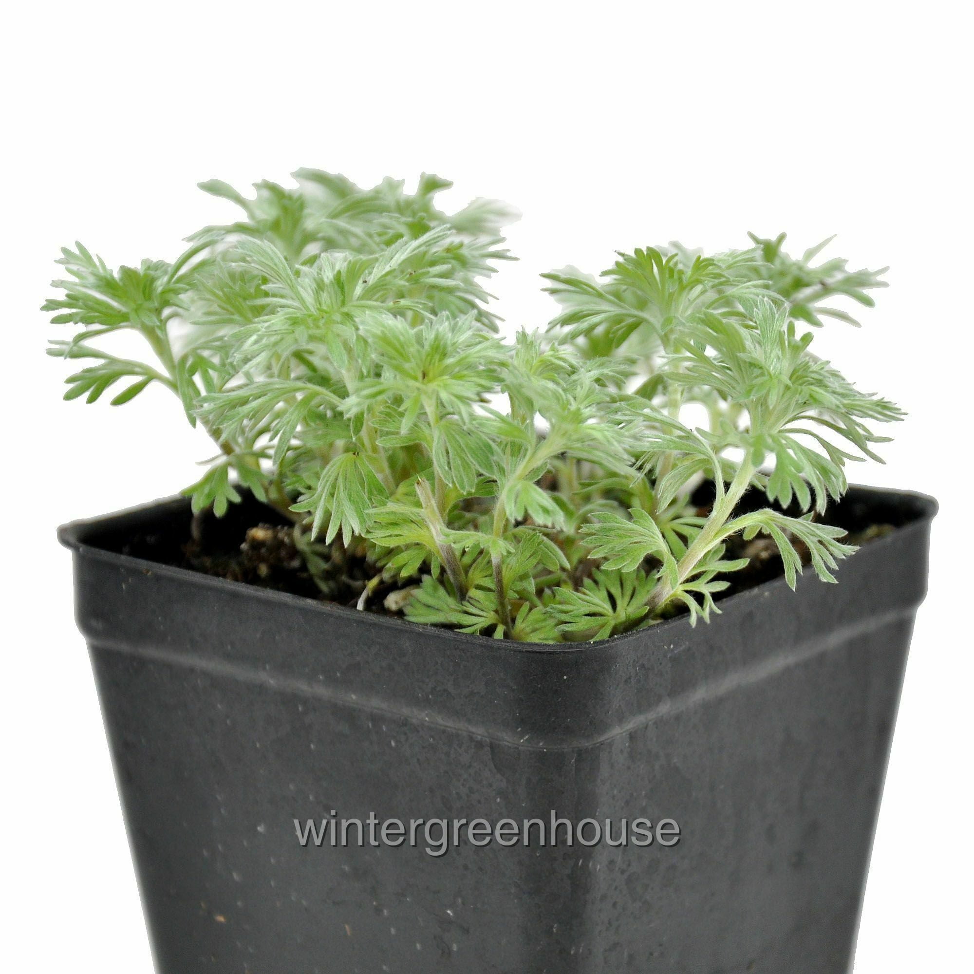 artemisia Artemisia Silver Brocade | Bluestone Perennials