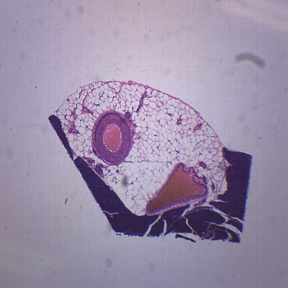 Artery, Vein & Nerve, Cross Section - Prepared Microscope Slide - 75 x 25mm - Biology & Microscopy - Eisco Labs